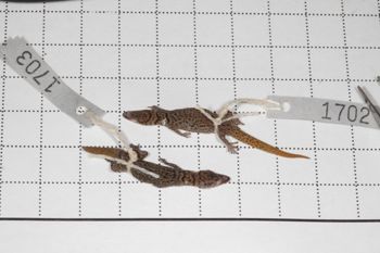 Media type: image;   Herpetology R-189899